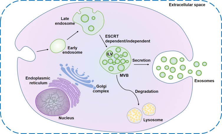 Exosomes